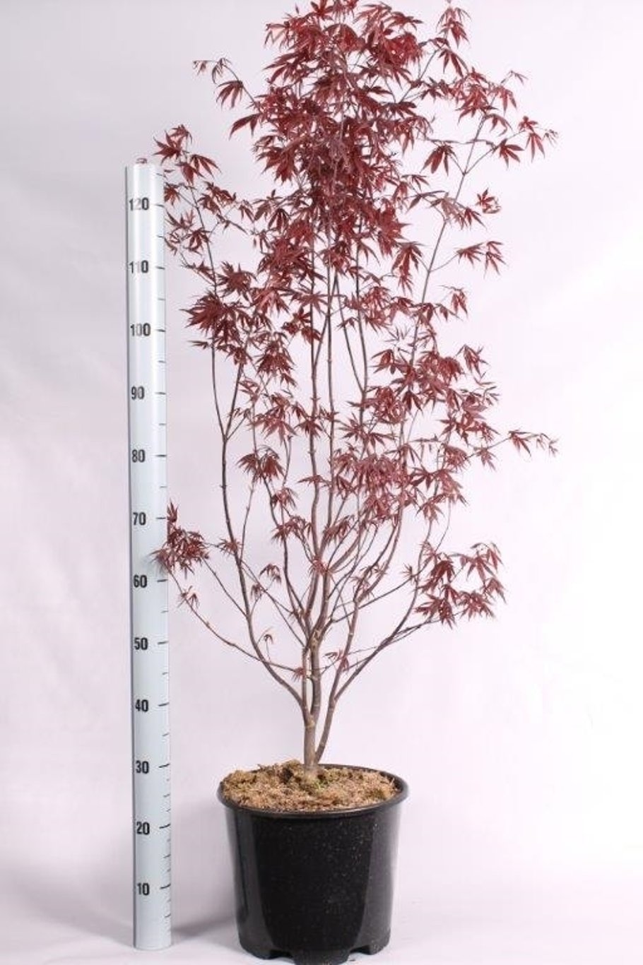 Acer pal. 'Bloodgood' - C15